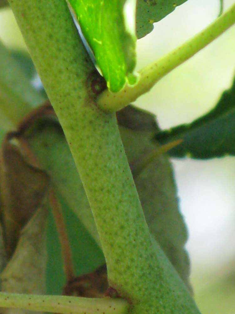            First year twig (Winter Haven, FL)   